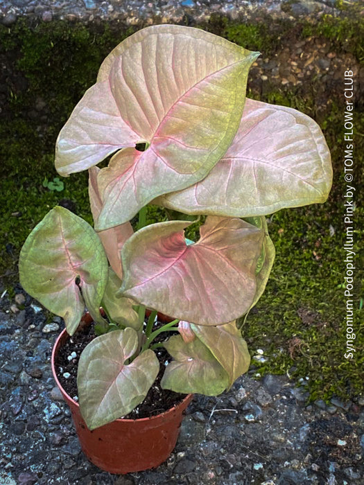Syngonium Podophyllum Pink, organically grown tropical plants for sale by TOMS FLOWer CLUB.
