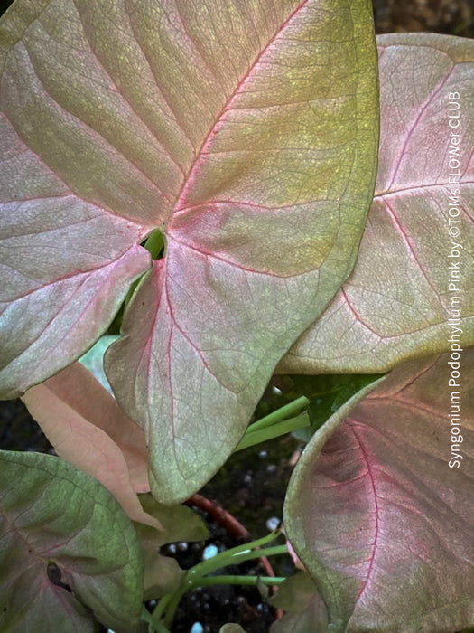 Syngonium Podophyllum Pink, organically grown tropical plants for sale by TOMS FLOWer CLUB.