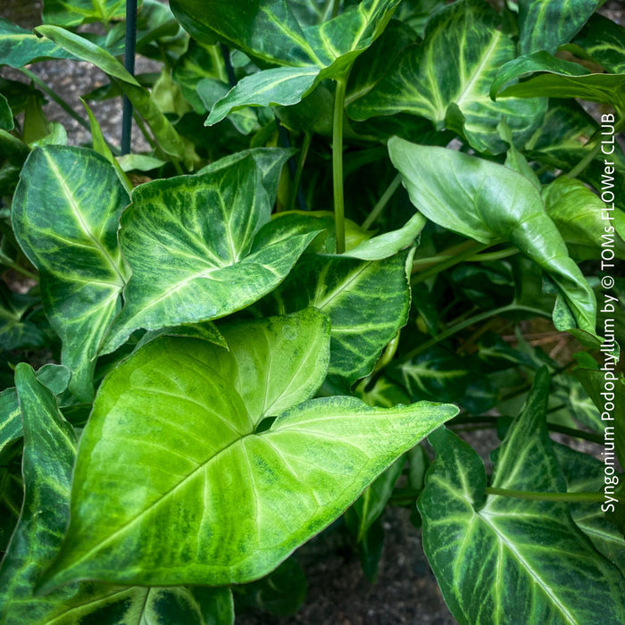 Syngonium Podophyllum, organically grown tropical plants for sale by TOMs FLOWer CLUB.