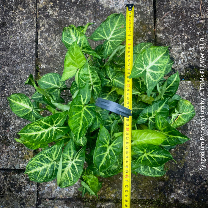 Syngonium Podophyllum, organically grown tropical plants for sale by TOMs FLOWer CLUB.