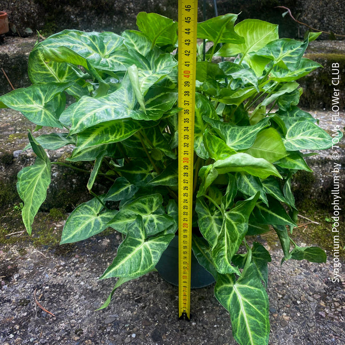 Syngonium Podophyllum, organically grown tropical plants for sale by TOMs FLOWer CLUB.