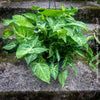 Syngonium Podophyllum, organically grown tropical plants for sale by TOMs FLOWer CLUB.