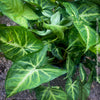 Syngonium Podophyllum, organically grown tropical plants for sale by TOMs FLOWer CLUB.