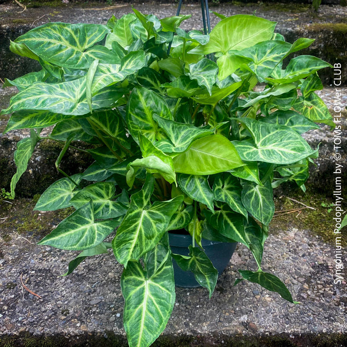 Syngonium Podophyllum, organically grown tropical plants for sale by TOMs FLOWer CLUB.