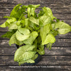 Syngonium Podophyllum, organically grown tropical plants for sale by TOMs FLOWer CLUB.