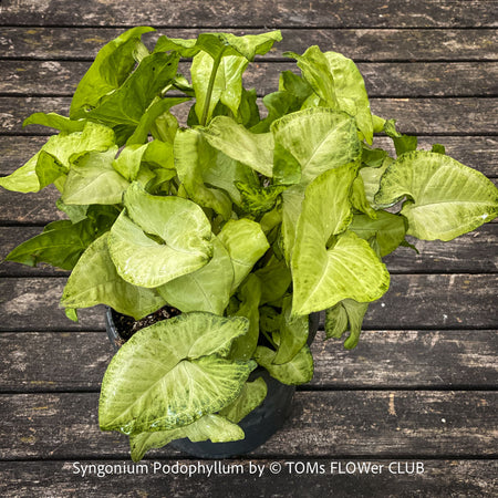 Syngonium Podophyllum, organically grown tropical plants for sale by TOMs FLOWer CLUB.