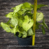 Syngonium Podophyllum, organically grown tropical plants for sale by TOMs FLOWer CLUB.