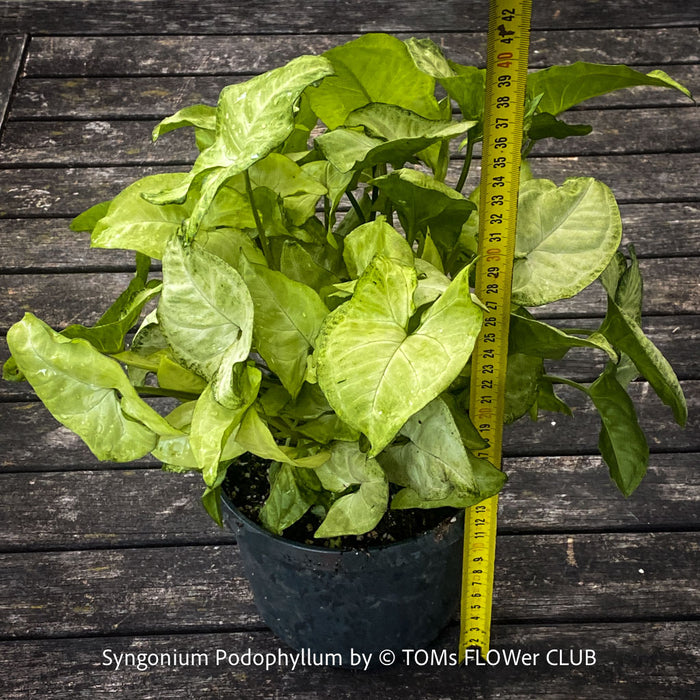Syngonium Podophyllum, organically grown tropical plants for sale by TOMs FLOWer CLUB.