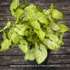 Syngonium Podophyllum, organically grown tropical plants for sale by TOMs FLOWer CLUB.