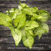 Syngonium Podophyllum, organically grown tropical plants for sale by TOMs FLOWer CLUB.