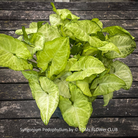 Syngonium Podophyllum, organically grown tropical plants for sale by TOMs FLOWer CLUB.