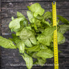 Syngonium Podophyllum, organically grown tropical plants for sale by TOMs FLOWer CLUB.