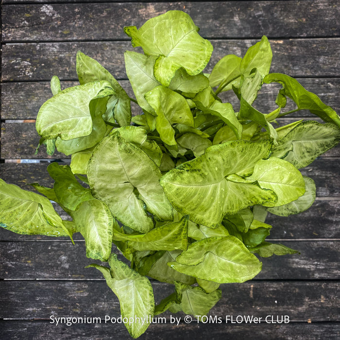 Syngonium Podophyllum, organically grown tropical plants for sale by TOMs FLOWer CLUB.