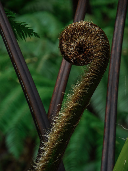 Fern leaf at night captured by Swiss Hasselblad photographer TOMas Rodak - fine art print for sale as limited edition at TOMs FLOWer CLUB.