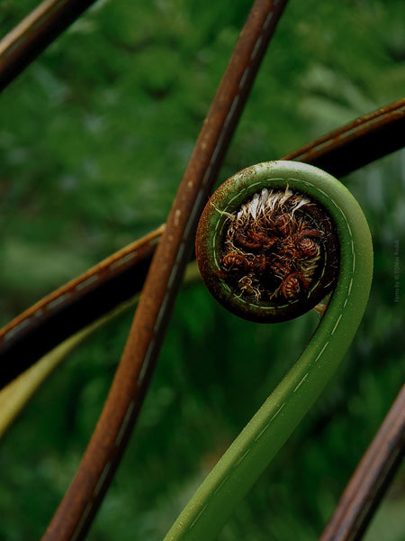 Close-up of a fern frond with a focus on the central spore case against a blurred green background, Hasselblad photo made by TOMas Rodak, Swiss photographer.