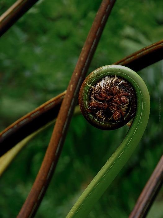 Close-up of a fern frond with a focus on the central spore case against a blurred green background, Hasselblad photo made by TOMas Rodak, Swiss photographer.