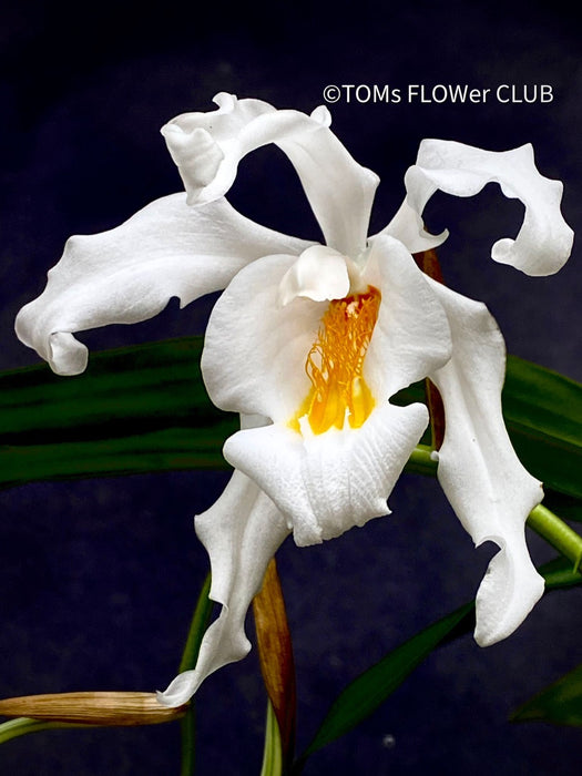 Coelogyne Cristata, white flowering orchid, organically grown tropical plants and orchids for sale at TOMsFLOWer CLUB.