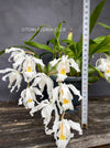 Coelogyne Cristata, white flowering orchid, organically grown tropical plants and orchids for sale at TOMsFLOWer CLUB.