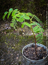 Tamarindus Indica - Rare Exotic Tamarind Tree, organically grown drought resistant tropical plants for sale at TOMs FLOWer CLUB.