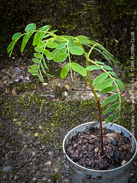 Tamarindus Indica - Rare Exotic Tamarind Tree, organically grown drought resistant tropical plants for sale at TOMs FLOWer CLUB.