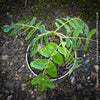 Tamarindus Indica - Rare Exotic Tamarind Tree, organically grown drought resistant tropical plants for sale at TOMs FLOWer CLUB.