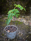Tamarindus Indica - Rare Exotic Tamarind Tree, organically grown drought resistant tropical plants for sale at TOMs FLOWer CLUB.