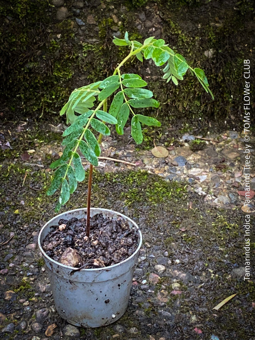Tamarindus Indica - Rare Exotic Tamarind Tree, organically grown drought resistant tropical plants for sale at TOMs FLOWer CLUB.