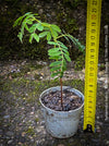 Tamarindus Indica - Rare Exotic Tamarind Tree, organically grown drought resistant tropical plants for sale at TOMs FLOWer CLUB.
