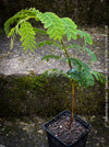 Tamarindus Indica - Rare Exotic Tamarind Tree, organically grown drought resistant tropical plants for sale at TOMs FLOWer CLUB.