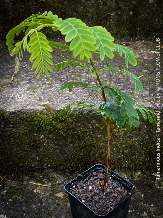 Tamarindus Indica - Rare Exotic Tamarind Tree, organically grown drought resistant tropical plants for sale at TOMs FLOWer CLUB.