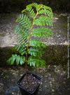 Tamarindus Indica - Rare Exotic Tamarind Tree, organically grown drought resistant tropical plants for sale at TOMs FLOWer CLUB.