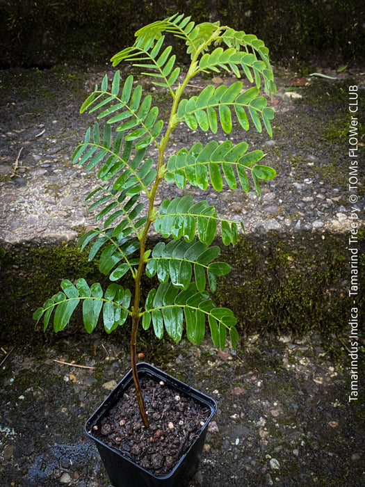 Tamarindus Indica - Rare Exotic Tamarind Tree, organically grown drought resistant tropical plants for sale at TOMs FLOWer CLUB.