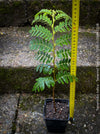 Tamarindus Indica - Rare Exotic Tamarind Tree, organically grown drought resistant tropical plants for sale at TOMs FLOWer CLUB.