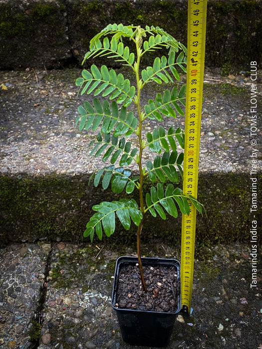 Tamarindus Indica - Rare Exotic Tamarind Tree, organically grown drought resistant tropical plants for sale at TOMs FLOWer CLUB.