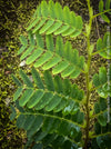 Tamarindus Indica - Rare Exotic Tamarind Tree, organically grown drought resistant tropical plants for sale at TOMs FLOWer CLUB.