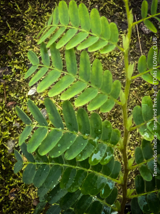 Tamarindus Indica - Rare Exotic Tamarind Tree, organically grown drought resistant tropical plants for sale at TOMs FLOWer CLUB.