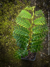 Tamarindus Indica - Rare Exotic Tamarind Tree, organically grown drought resistant tropical plants for sale at TOMs FLOWer CLUB.
