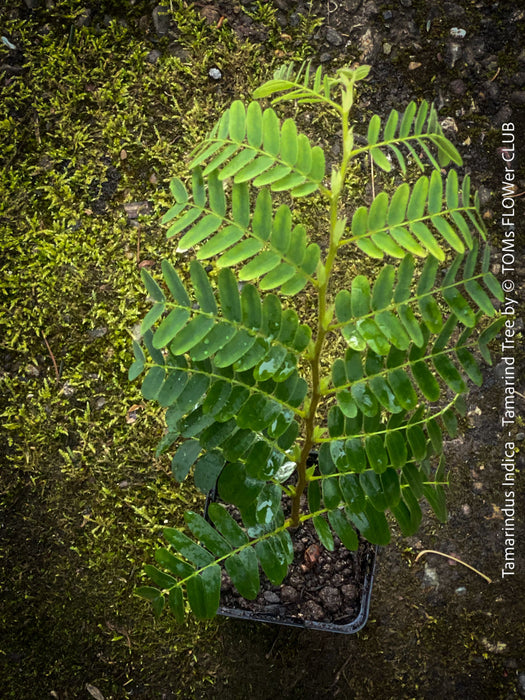 Tamarindus Indica - Rare Exotic Tamarind Tree, organically grown drought resistant tropical plants for sale at TOMs FLOWer CLUB.