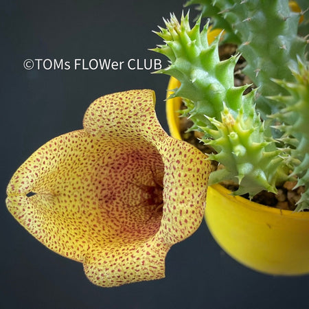 Tavaresia x mentjesii, organically grown succulent plants | TOMs FLOWer CLUB