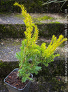 Taxus Baccata Semperaurea, organically grown trees for bonsai and garden, TOMs FLOWer CLUB