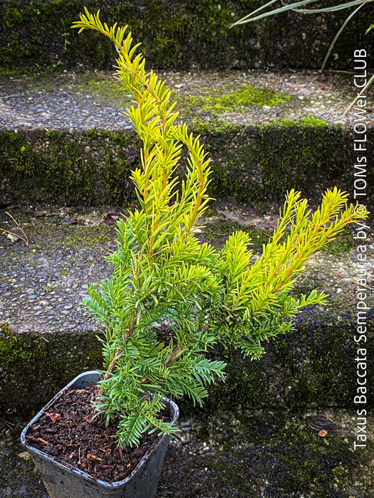 Taxus Baccata Semperaurea, organically grown trees for bonsai and garden, TOMs FLOWer CLUB