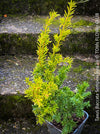 Taxus Baccata Semperaurea, organically grown trees for bonsai and garden, TOMs FLOWer CLUB