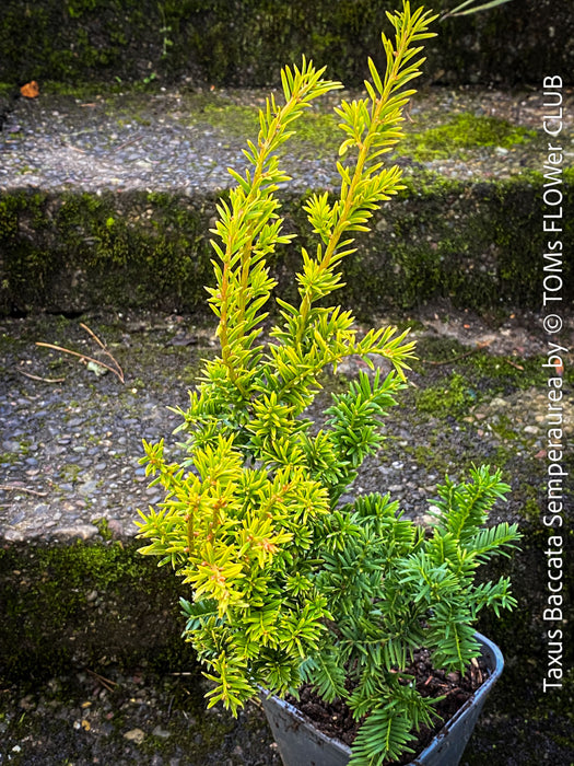 Taxus Baccata Semperaurea, organically grown trees for bonsai and garden, TOMs FLOWer CLUB