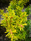 Taxus Baccata Semperaurea, organically grown trees for bonsai and garden, TOMs FLOWer CLUB