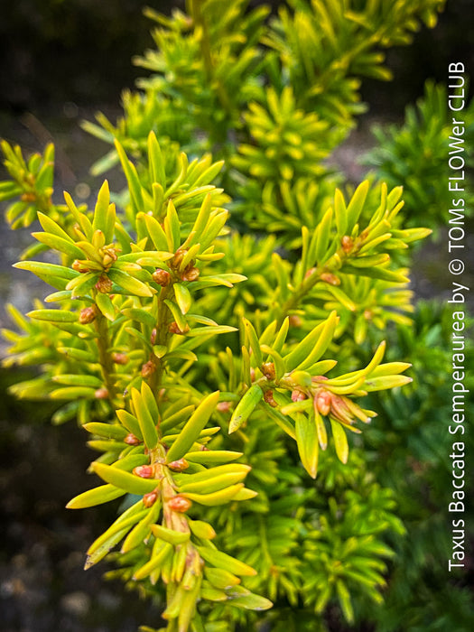 Taxus Baccata Semperaurea, organically grown trees for bonsai and garden, TOMs FLOWer CLUB