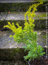 Taxus Baccata Semperaurea, organically grown trees for bonsai and garden, TOMs FLOWer CLUB