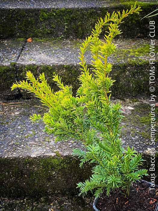 Taxus Baccata Semperaurea, organically grown trees for bonsai and garden, TOMs FLOWer CLUB