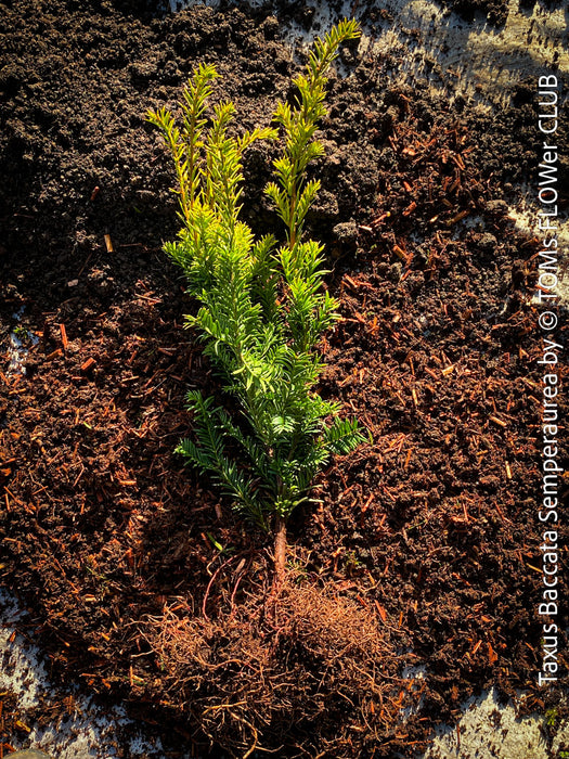 Taxus Baccata Semperaurea, organically grown trees for bonsai and garden, TOMs FLOWer CLUB