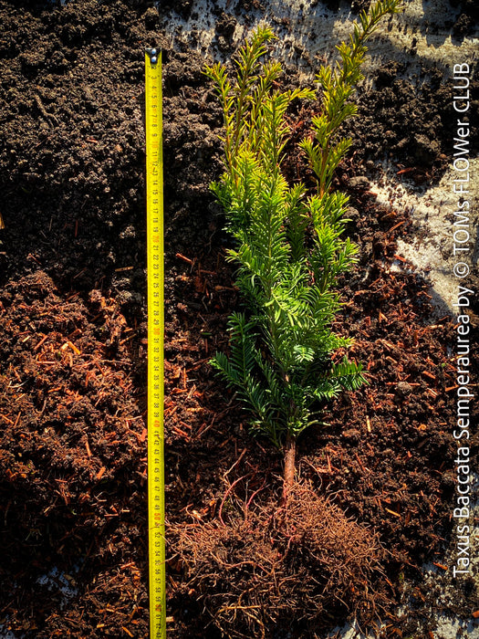 Taxus Baccata Semperaurea, organically grown trees for bonsai and garden, TOMs FLOWer CLUB