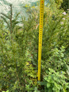 Taxus baccata, organically grown, evergreen yew from TOMs FLOWer CLUB for curated outdoor spaces
